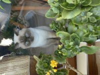 British shorthair blue point erkek kedimiz