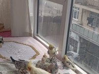 Ele alışık pied grey lutino sultanlar el besleme