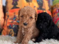HER EVE POODLE