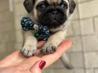 Rezerveye açık pug yavrular
