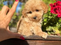 ORJİNAL GÜLER YÜZLÜ MALTİPOO YAVRUM
