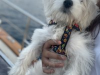 Dünya tatlı oglum maltese