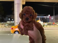 Kore kan toy poodle bebekler
