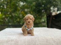 2 aylık maltipoo yavru