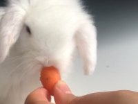 Yavru hollanda lop tavşanı 1 aylık