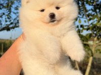 KUSURSUZ KARBEYAZ AYI SURAT POMERANİAN BOO