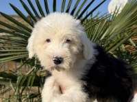 NADİR IRK - BOBTAİL - OLD ENGLİSH SHEEP DOG