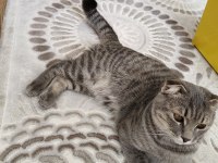 8 AYLIK EĞİTİMLİ BRİTİSH