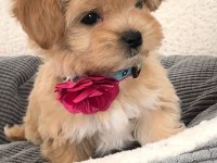 ÜST KALİTE MALTİPOO BEBEKLER