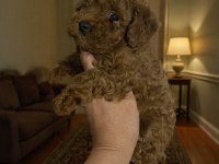 Evde bakılan sağlık ve ırk garantili poodle bebek