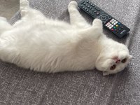 Bakımlı scottish fold 1 yaşında