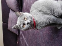 British Shorthair /Eskişehir