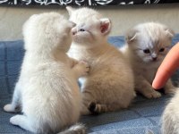 Birbirinden Güzel British Shorthair Bebeklerimiz