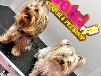 Teacup yorkshire terrier bebekler antalya