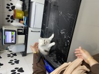 2 aylık pamuk gibi kedimiz sahibini arıyor