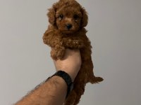 Sağlık Ve Irk Garantili Toy Poodle Yavrularımız