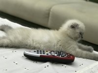 Minik scottish fold erkeğimize yeni yuva