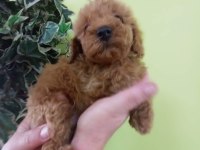 KALİTELİ TOY POODLE YAVRULAR RENKLER MEVCUT