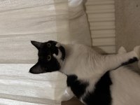 4 aylık evcil insana alışık yavru kedimiz