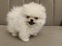 Pomeranian Boo Teddy Bear