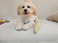 Yurt dışı sebebi kaynaklı maltipoo sahiplendirme