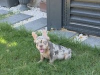 French bulldog köpeğimiz