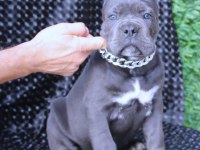 Fcı-Kıf Şecereli Safkan Cane Corso