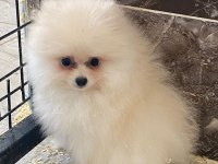 Tea Cup Pomeranian