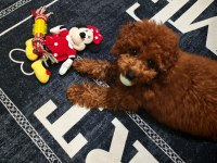 5 Aylık Dişi Toy Poodle