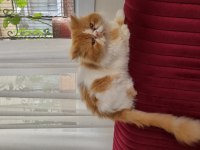 1 yaşında erkek kedişimiz exotic