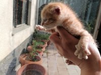 1 bucuk aylık sarman Erkek
