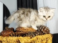 Dünyanın en güzel chinchilla bebemler
