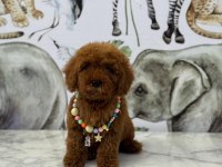 Toy poodle erkek bebek köpeğimiz