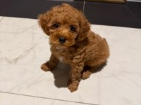 Minyatür poodle 2,5 aylık safkan