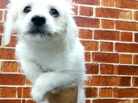Terrier yavrular