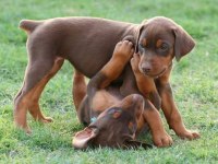 Irkının en iyisi Doberman yavrular kapıda ödeme mevcut