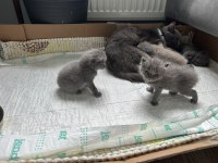 British Short Hair anne babası bize ait 1 aylık yavrular
