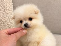 Pomeranian Teddy Bear 