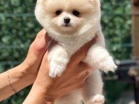 KUSURSUZ KARBEYAZ DİŞİ POMERANİAN BOO