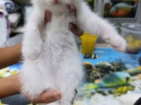50 6 adet günlük scottish fold yavrularımız