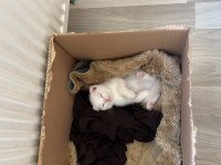 Scottish fold colorpoint