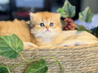 Yüksek kalite golden british longhair kedimiz