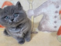 Oyuncu Yavru British Shorthair