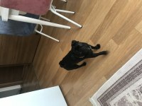 8 aylık siyah pug