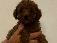 Toy Poodle Minik Şekerler