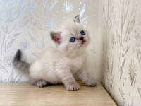A KALİTE BRİTİSH SHORTHAİR LYNX POİNT