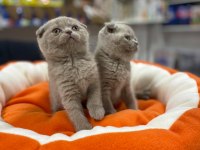 Safkan Biblo Güzelliğinde Scottish Fold