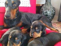 Siyah Ve Kızıl Doberman
