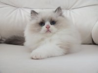 Full şecereli ragdoll yavruları