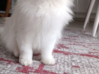 British longhair kedim yeni yuvasını arıyor